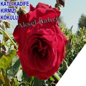378_buyuk