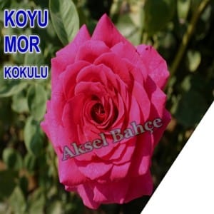 380_buyuk