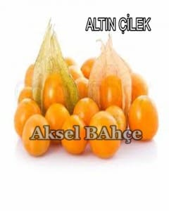 6altın çilek copy