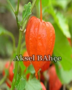 altin-cilek-3
