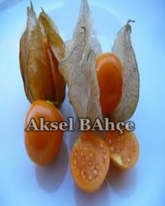 altınçilek