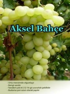 ata sarısı