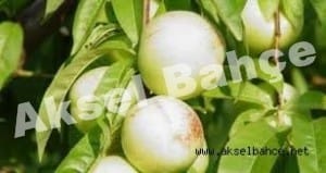 beyaz_nektarin-300x159