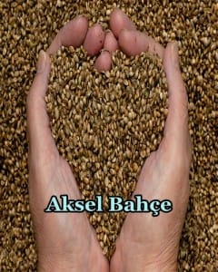 hemp-seeds-hands