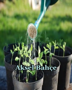 organic-seed(1)