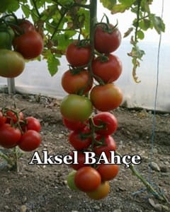 resimlermustafa 018