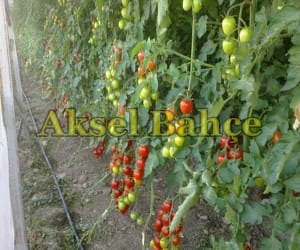 resimlermustafa 048