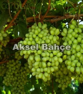 California, USA --- Thompson Seedless Grapes on Grapevine --- Image by © Ed Young/AgStock Images/Corbis