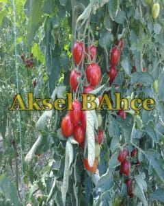 salkım2014 tatil 017