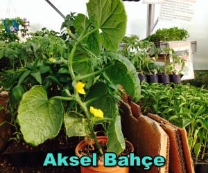 fotoğraf 1