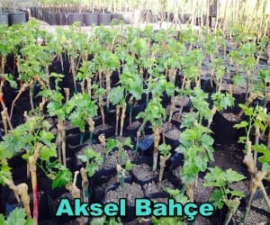 üzüm asması