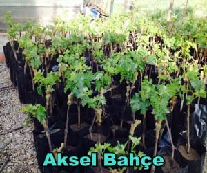 Üzüm Asması