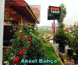 Aksel Bahçe