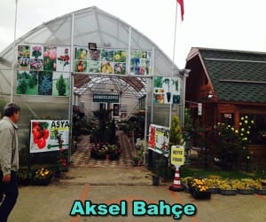 Aksel Bahçe