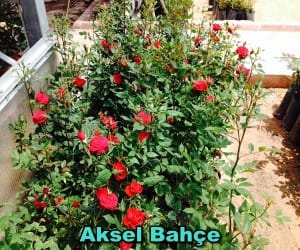 Aksel Bahçe