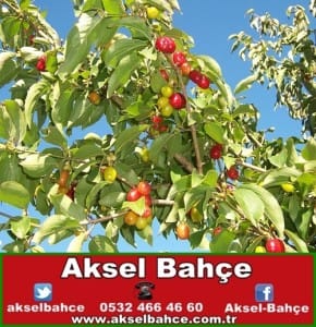 800px-CornusMas_Fruits_01-vert