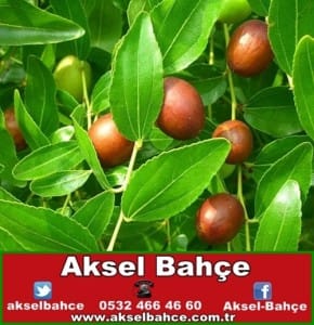 hunnap_ziziphus-jujuba-600x451-vert