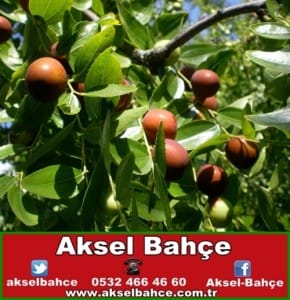 hünnap-ağaç-vert