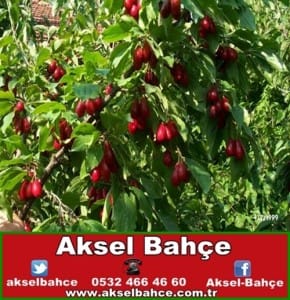 meyvecilik8_clip_image012_0000-vert