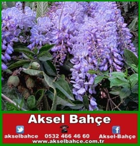 4447-yilmaz34-leylak-6192-950px-vert