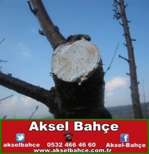 aşı macunu-vert