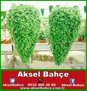 fare kulağıı-vert