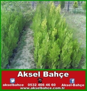 mazı-vert