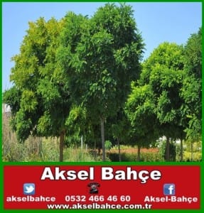 top akasya fidanı