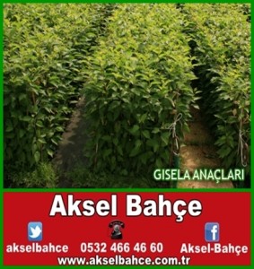 gisela-vert