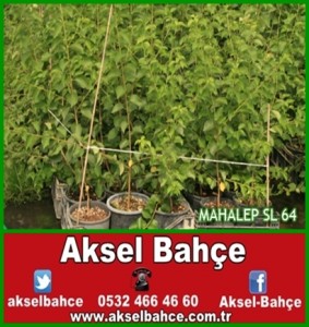 mahalep-vert