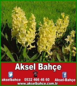 3070943-sari-sumbul-cicegi-vert