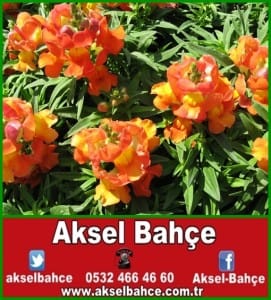 aslanagzi-cicegi-resimleri_797266-vert