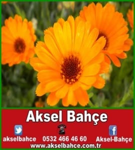 aynisafa-cicekleri-vert