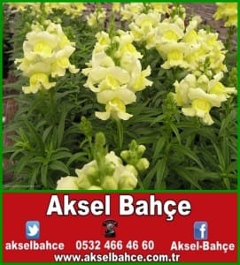 sari_aslanagzi-vert