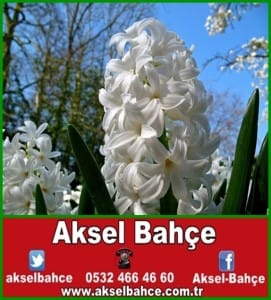 sümbül_591025 (1)-vert