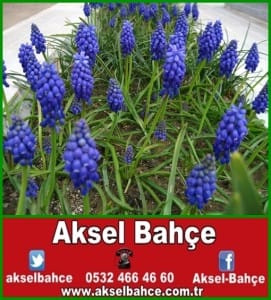 üzüm-sümbülü_43052-vert