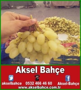 11352375_626828777505113_1071432035_n-vert