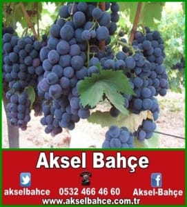 3d3bfalphonse-lavelle-vert