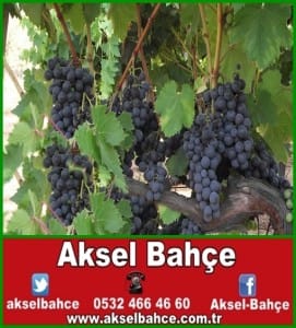 Alphonse Lavallee_1-vert