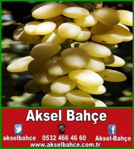 MEVLANA ÜZÜMÜ-vert