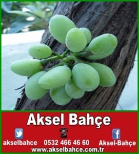 asma-agaci-govdesinde-uzum-salkimi-olustu-01-vert