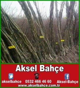 açık kök-vert