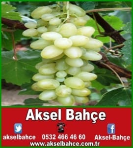 İtalia üzüm çeşidi ile ilgili görseller6 (1)-vert