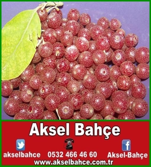 Organik İçmelik Tıbbi Zeytin Yağı Çubuk Ankara