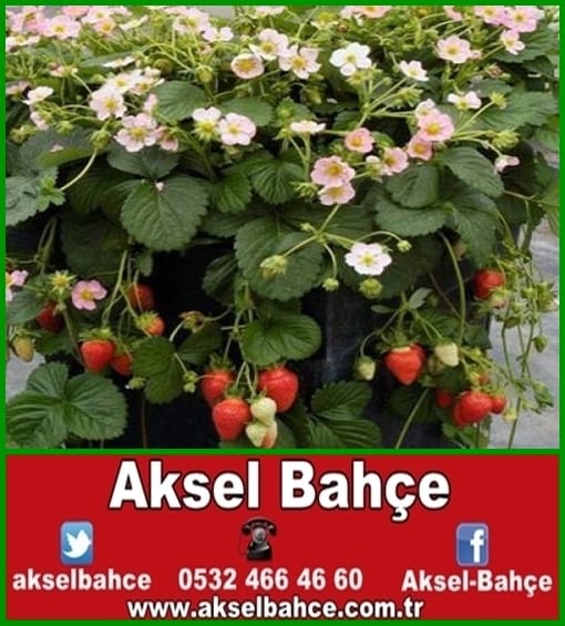 Yediveren Beyaz Sarmaşık Gül