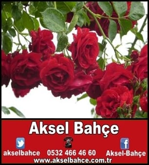 Sarmaşık Gül