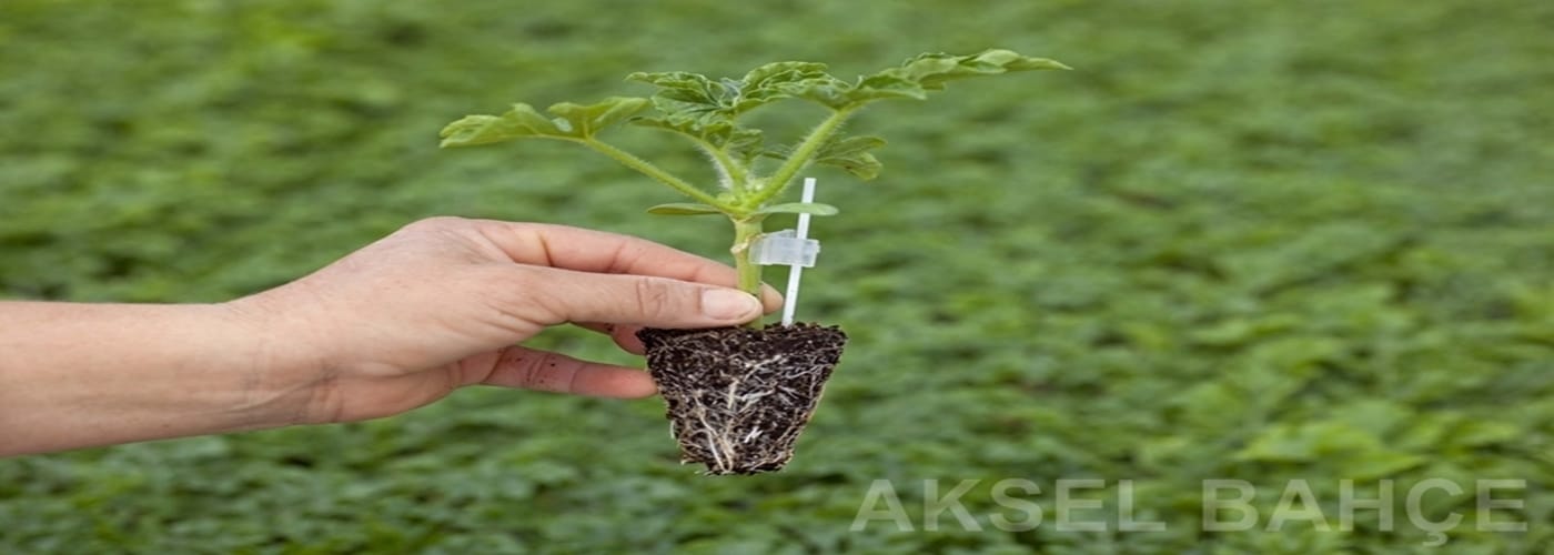Sebze Fidesi Satışları Başladı