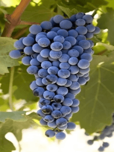 AÇIK KÖKLÜ CABERNET ASMA FİDANI
