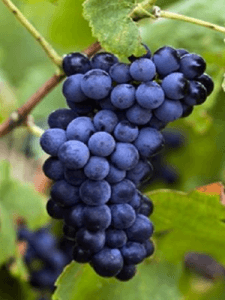 AÇIK KÖKLÜ ŞIRALIK SYRAH ASMA FİDANI