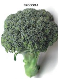 BROKOLİ TOHUMU